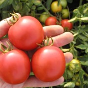 pomidor-darinka-.jpg