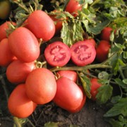 pomidor-sejk--.jpg